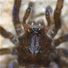 Eratigena picta